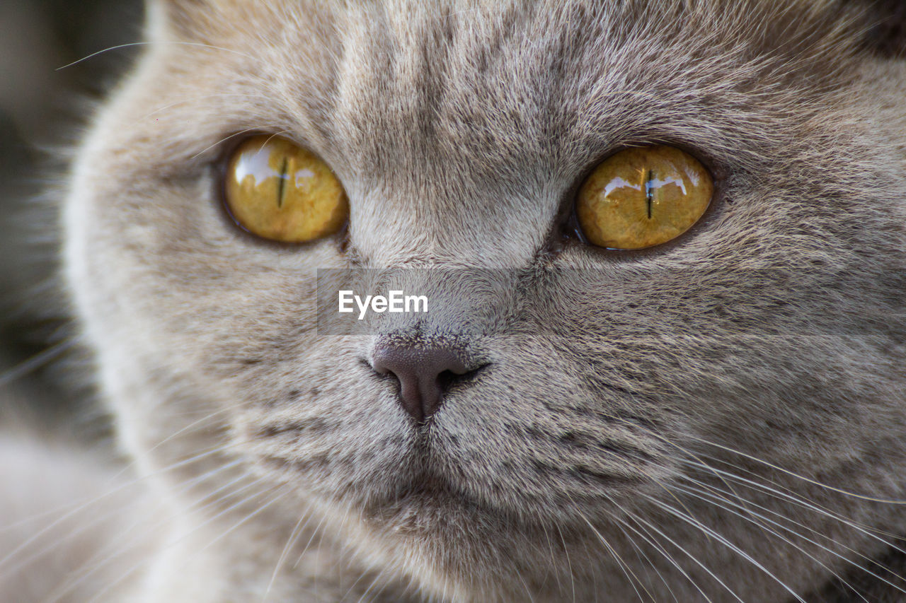 cat, animal themes, animal, pet, mammal, one animal, nose, close-up, feline, domestic animals, animal body part, domestic cat, whiskers, portrait, animal head, felidae, small to medium-sized cats, eye, snout, animal eye, looking at camera, no people, animal hair, gray, carnivore, yellow eyes