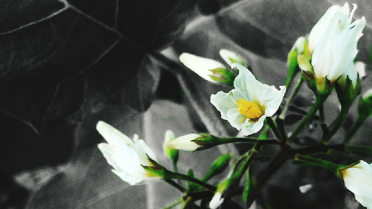 CLOSE-UP OF WHITE FLOWER BLOOMING IN GARDEN