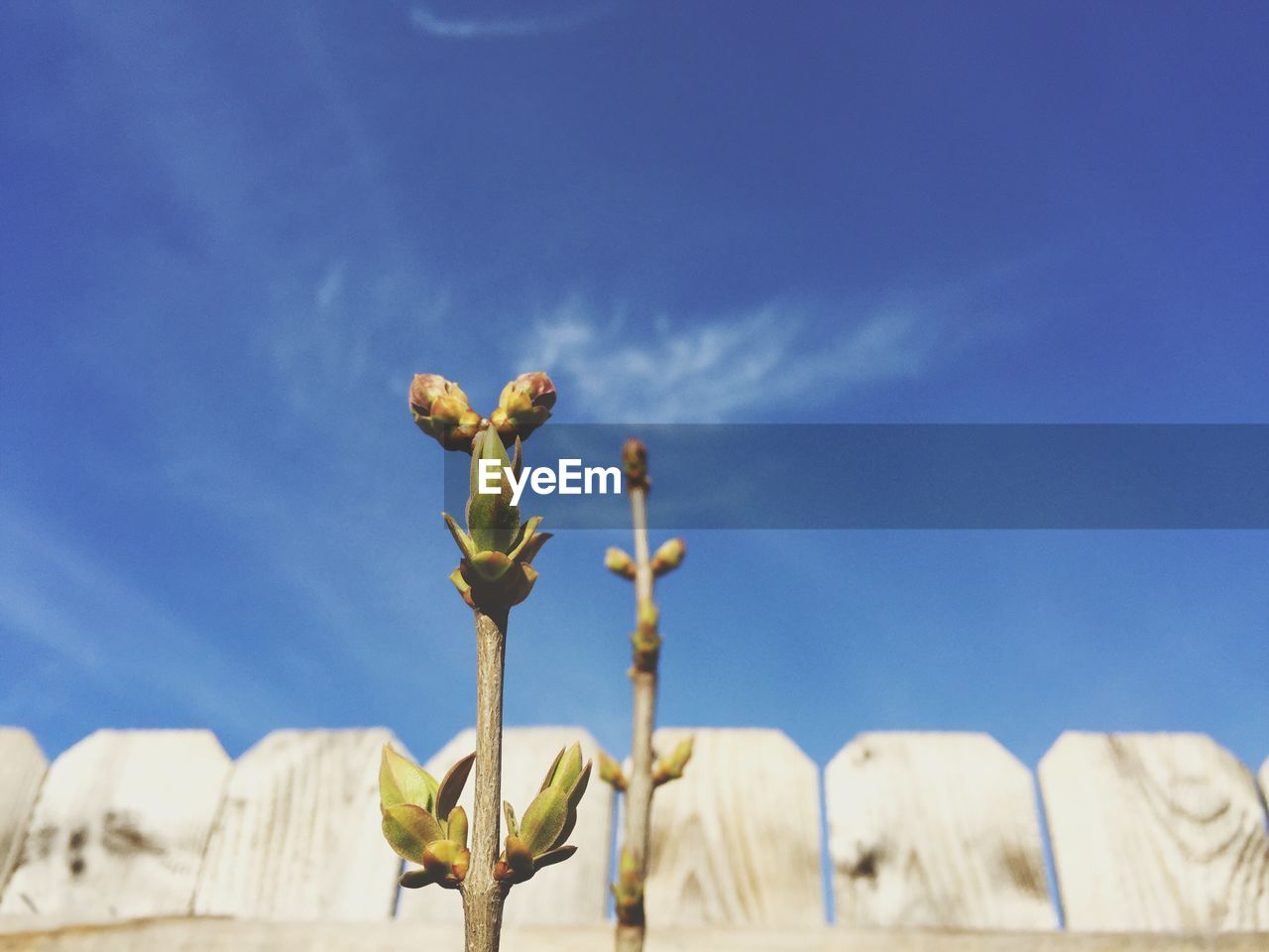 Low angle view of plant bulb on stems against sky