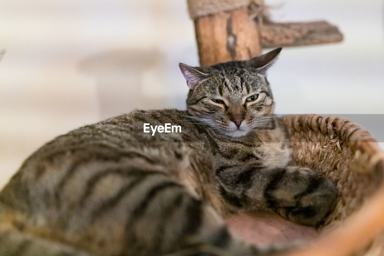 animal, animal themes, pet, cat, mammal, domestic cat, feline, domestic animals, one animal, tabby cat, whiskers, close-up, small to medium-sized cats, portrait, felidae, wild cat, relaxation, looking at camera, no people, tabby, selective focus, carnivore, kitten