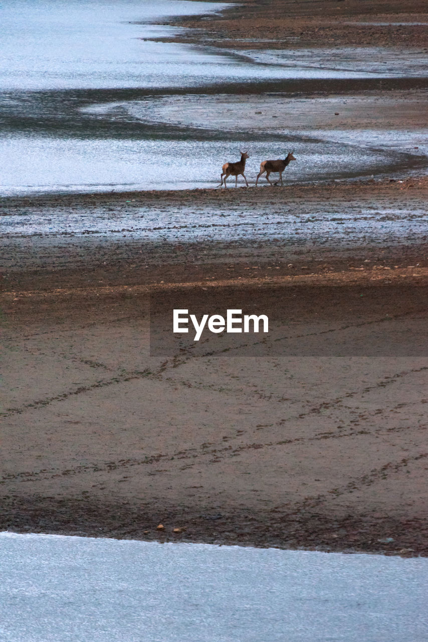 VIEW OF BIRDS ON SHORE