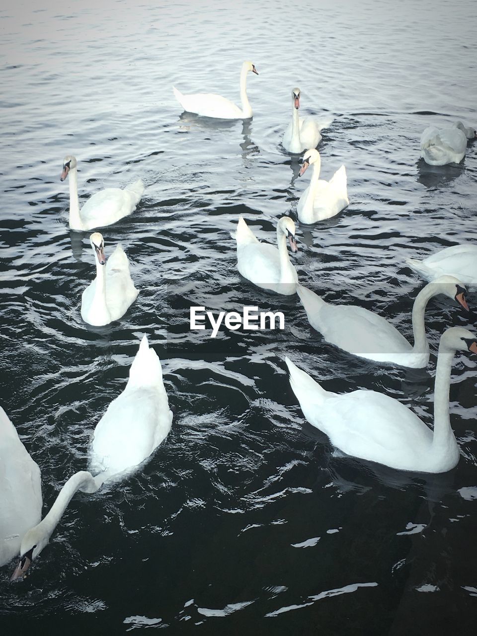 High angle view of swans swimming in lake