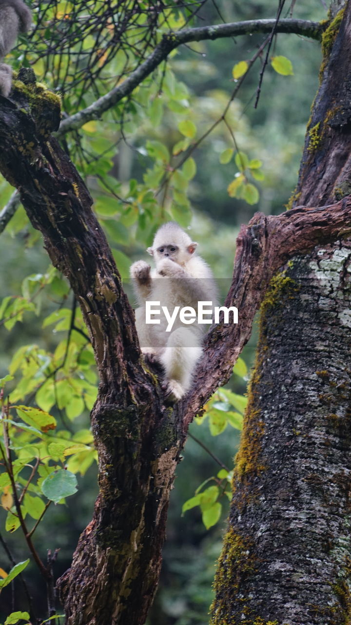 Squirrel sitting on tree trunk