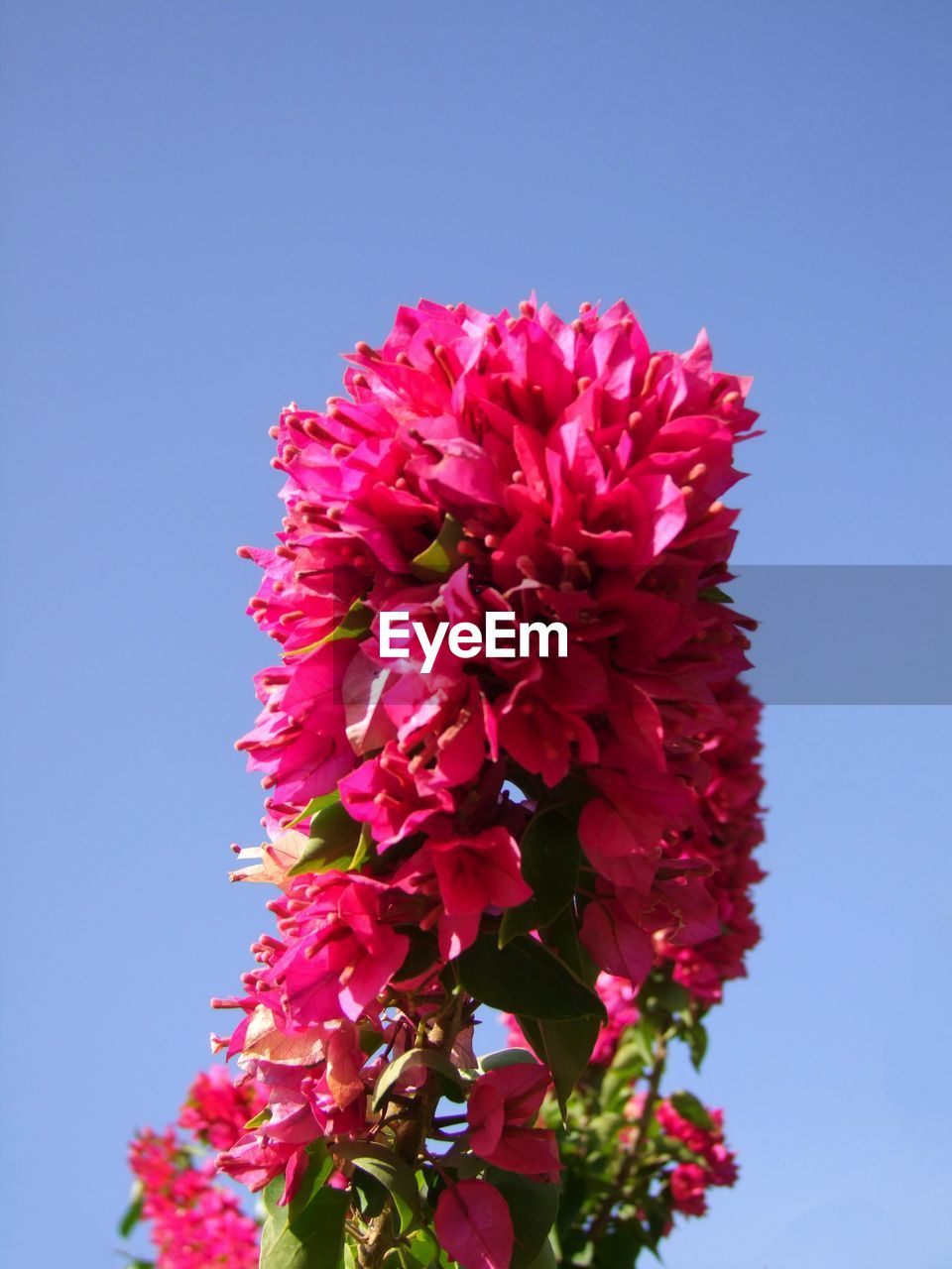 CLOSE-UP OF PINK FLOWER AGAINST CLEAR SKY