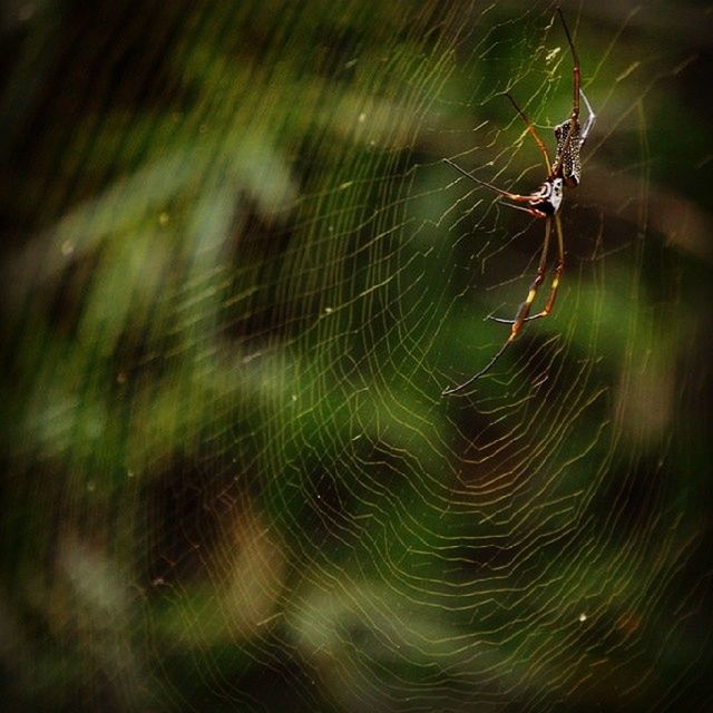 Close-up of spider on its web