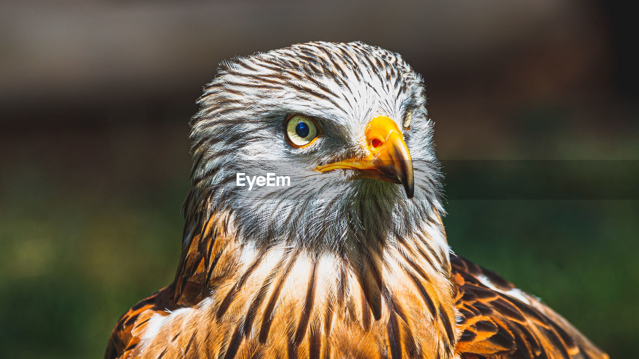 Close-up of eagle against blurred background