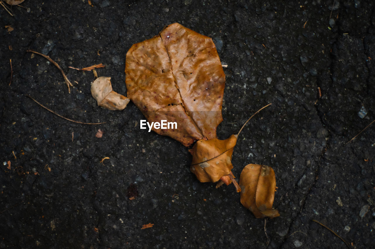 HIGH ANGLE VIEW OF DRY MAPLE LEAVES ON PLANT