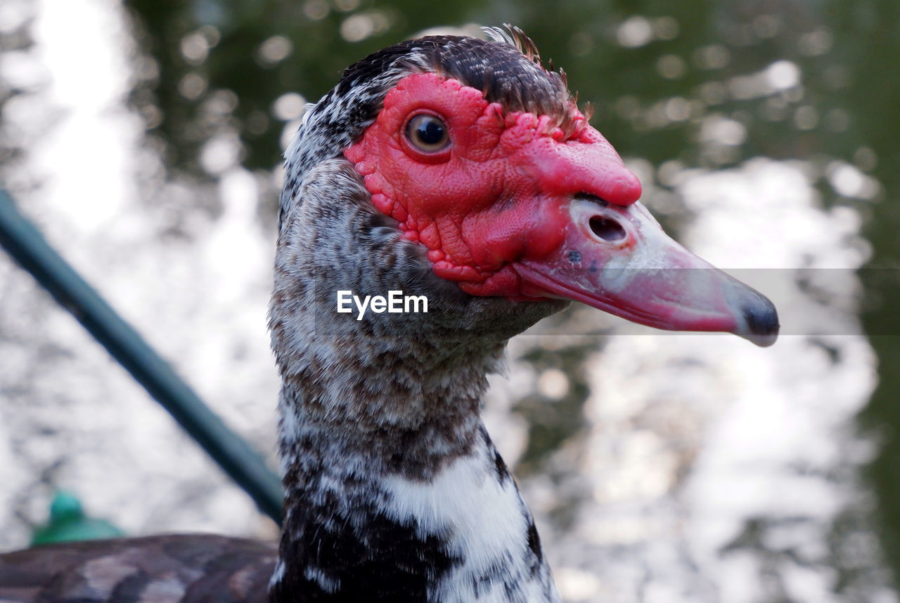 Close-up of bird