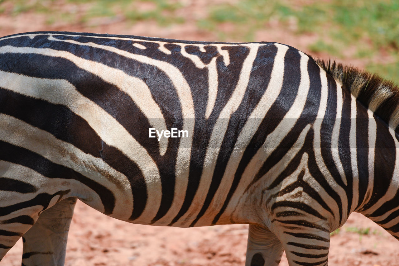 CLOSE-UP OF ZEBRA AT ZOO