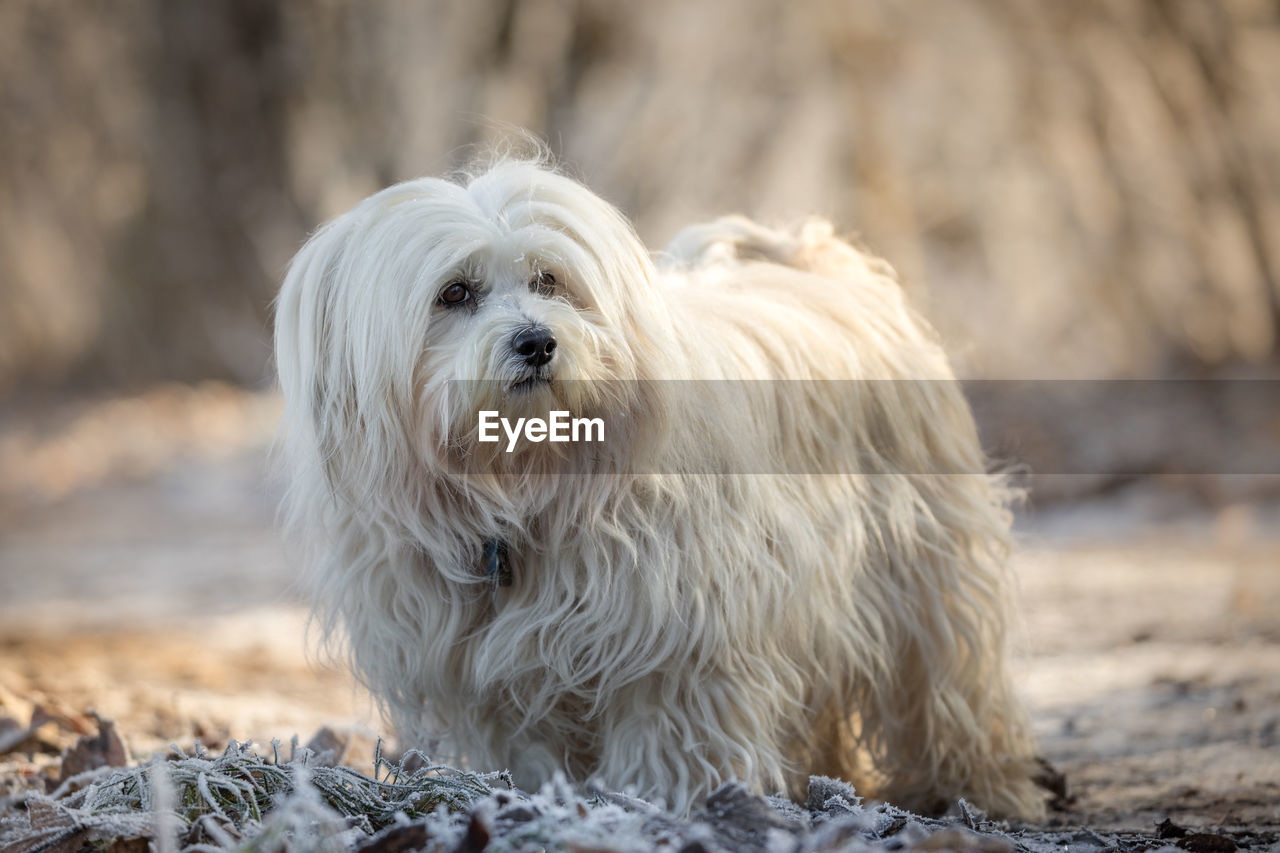 CLOSE-UP OF WHITE DOG OUTDOORS