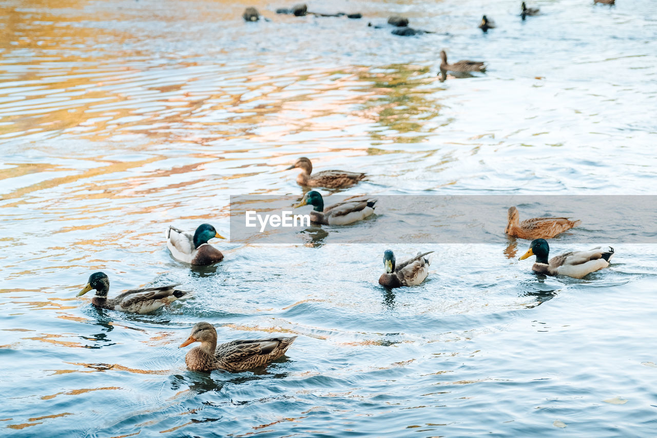 FLOCK OF DUCKS IN LAKE