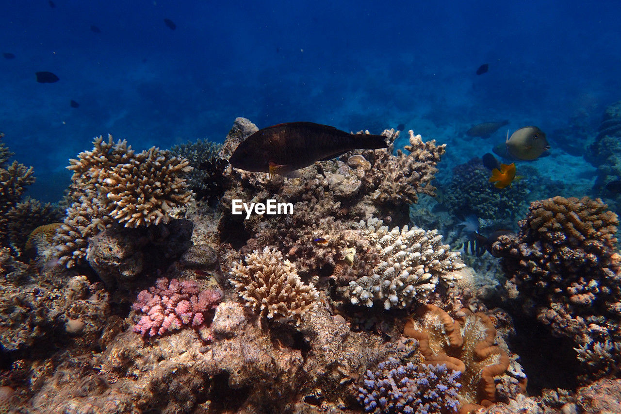 undersea, sea, underwater, animal wildlife, animal themes, sea life, animal, wildlife, water, marine, coral, coral reef, natural environment, reef, fish, nature, coral reef fish, aquarium, group of animals, marine biology, no people, ecosystem, beauty in nature, large group of animals, tropical fish, swimming, tropical climate, outdoors, blue, sports, travel destinations