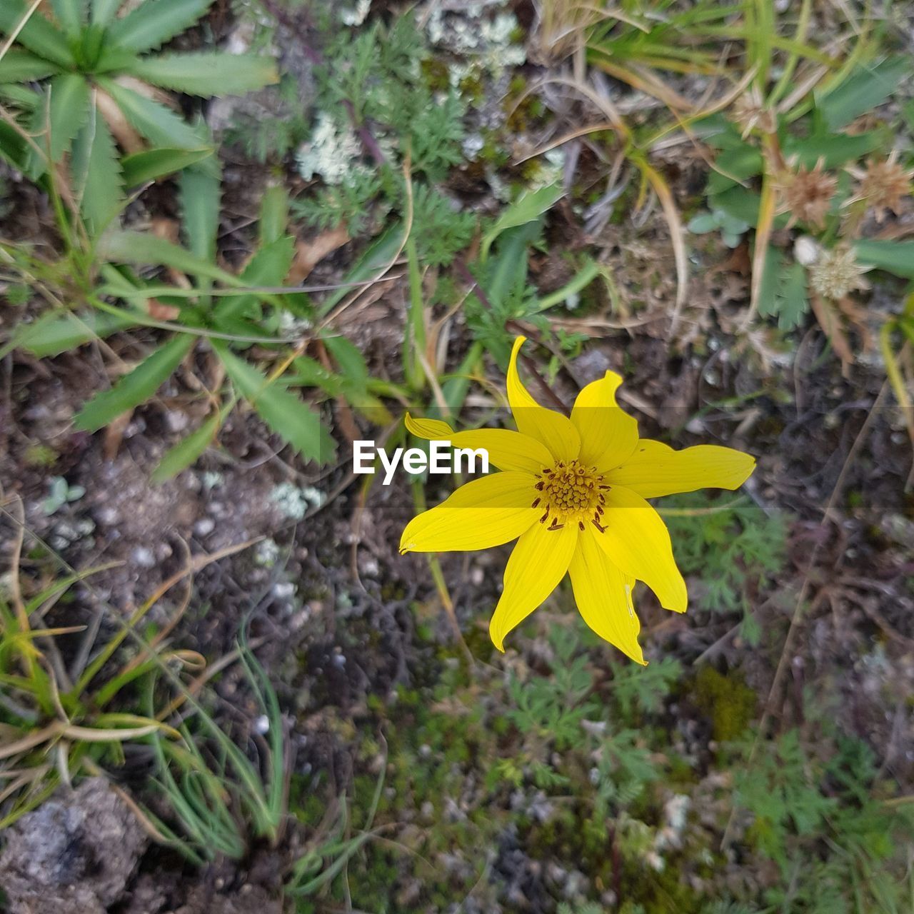 flowering plant, plant, flower, yellow, beauty in nature, growth, fragility, freshness, flower head, petal, inflorescence, nature, close-up, high angle view, wildflower, day, no people, land, field, outdoors, plant part, pollen, leaf, botany, green, focus on foreground