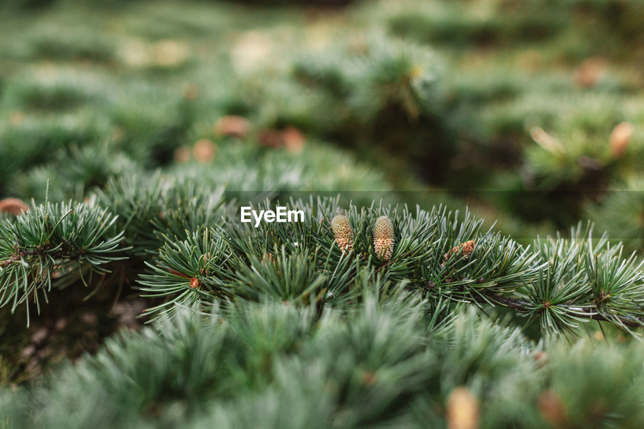 Spruce pine cedar fir fluffy branches with green needles prickles close-up