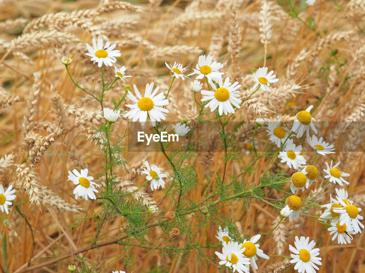 High angle view of daisy flowers growing on wheat field