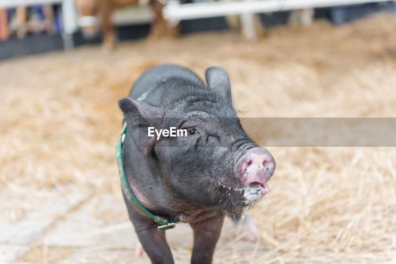 Close-up of pig on field