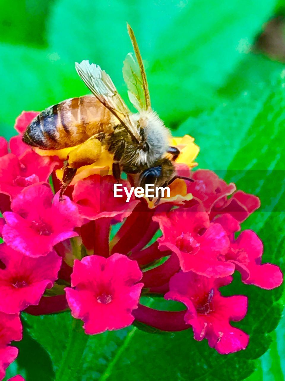 CLOSE-UP OF BEE POLLINATING ON FLOWERS