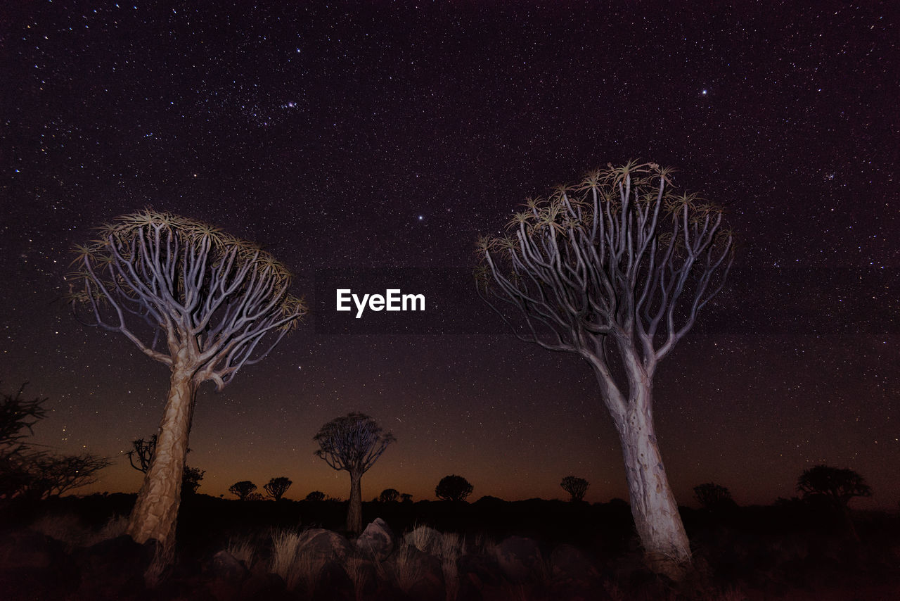 Quiver tree forest in southern namibia taken in january 2018