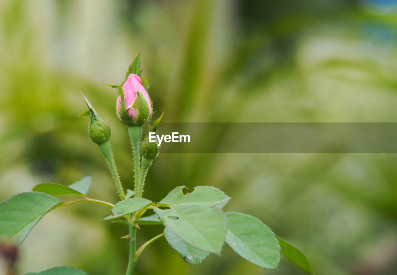 Close-up of pink flower buds growing on plant