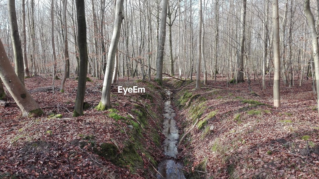 PLANTS GROWING ON LAND