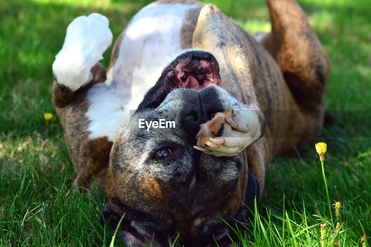 DOG LYING ON GRASS