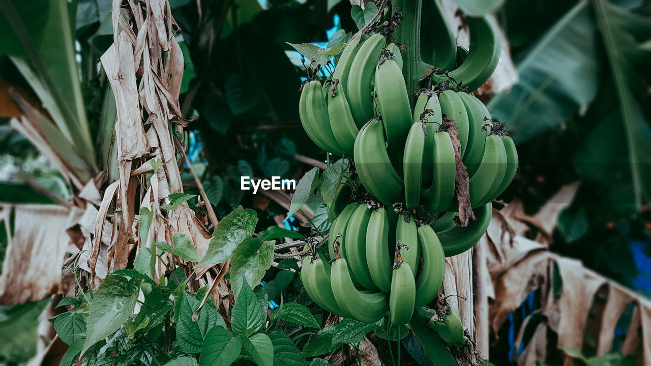 CLOSE-UP OF BANANA HANGING FROM PLANT