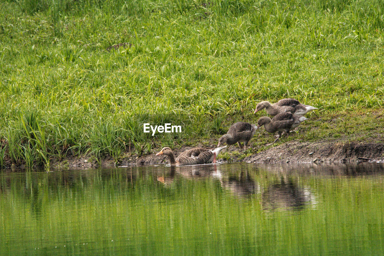 VIEW OF A DUCK IN A WATER