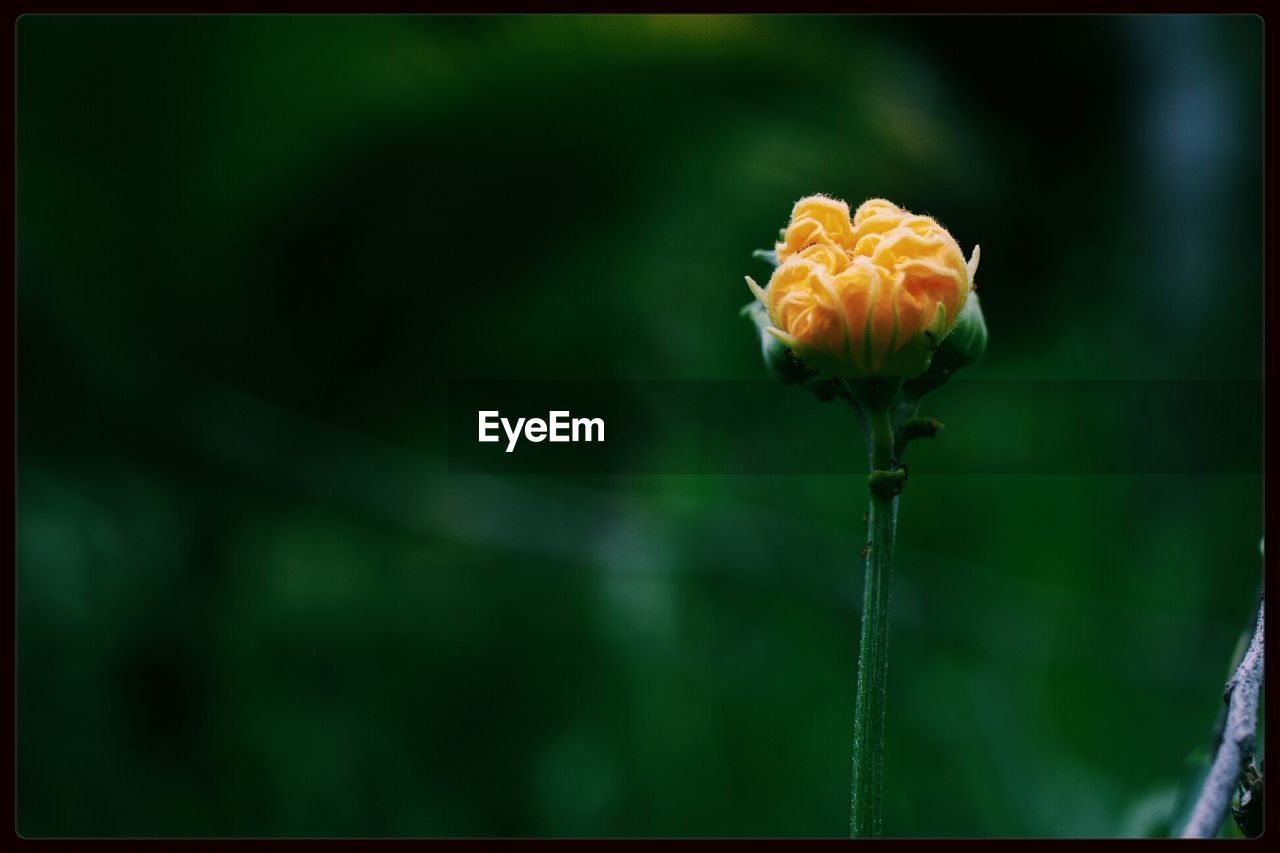 Close-up of a yellow flower