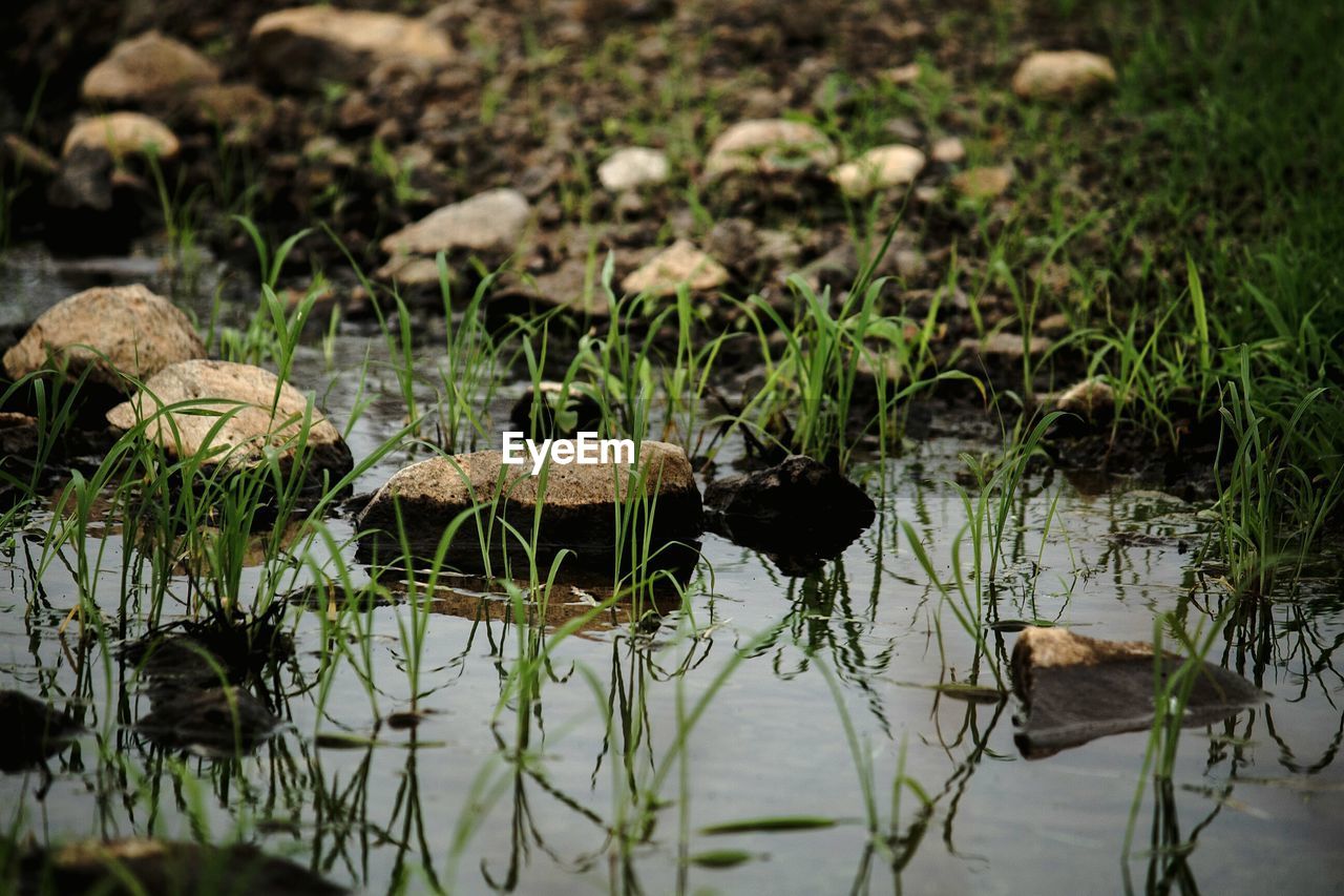 VIEW OF DUCKS ON GRASS