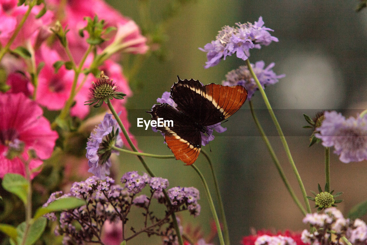 CLOSE-UP OF BUTTERFLY POLLINATING ON PINK FLOWERS