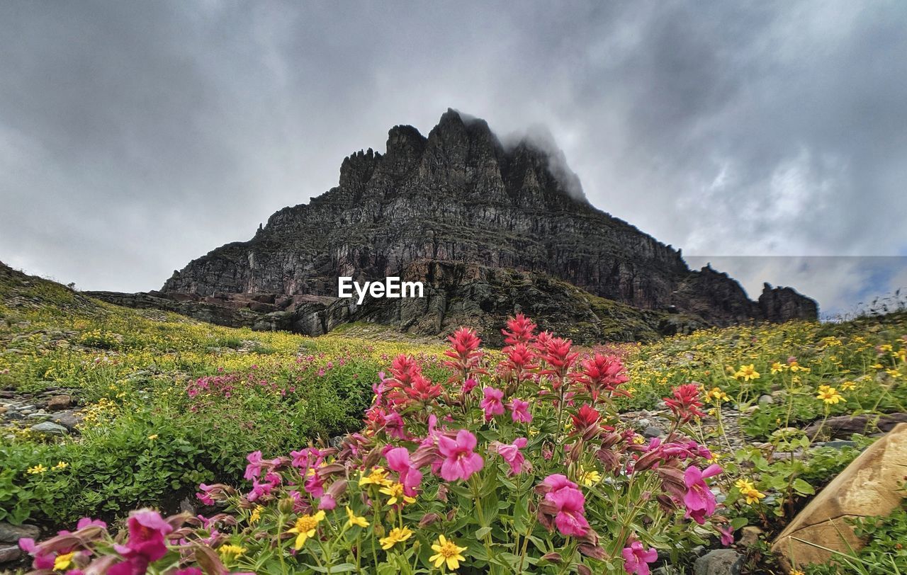 Scenic view of flowering plants on land against sky