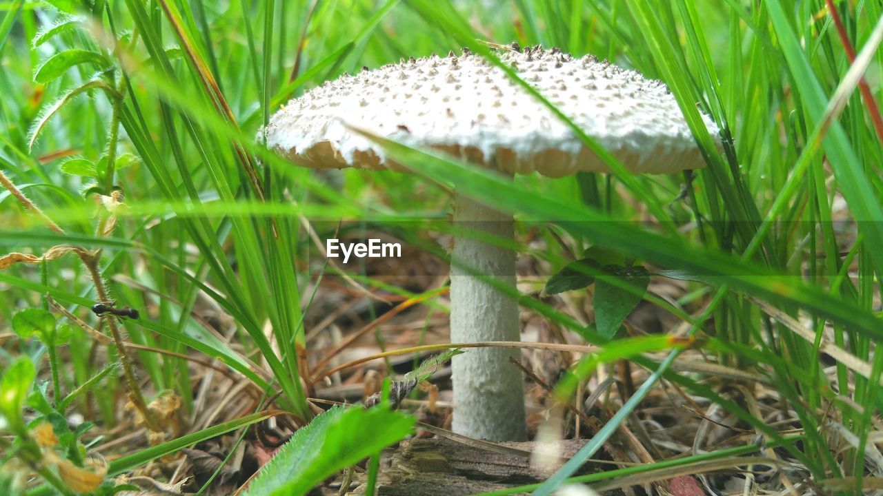 CLOSE-UP OF PLANT GROWING ON FIELD