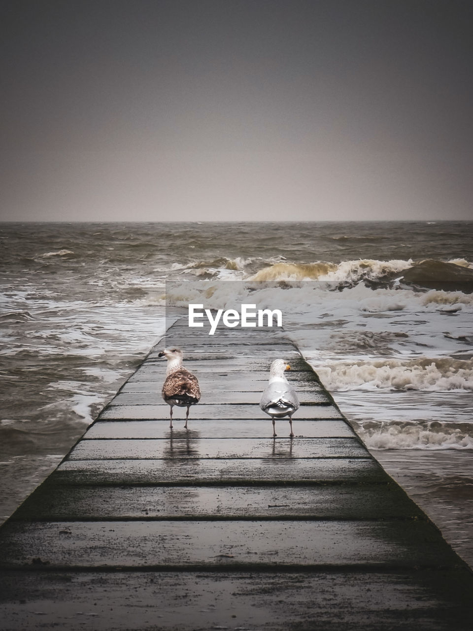 Two seagulls on the background of the raging sea