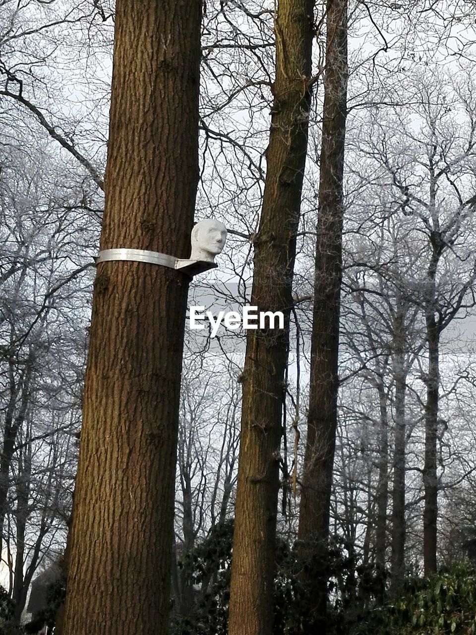 LOW ANGLE VIEW OF BARE TREE IN FOREST