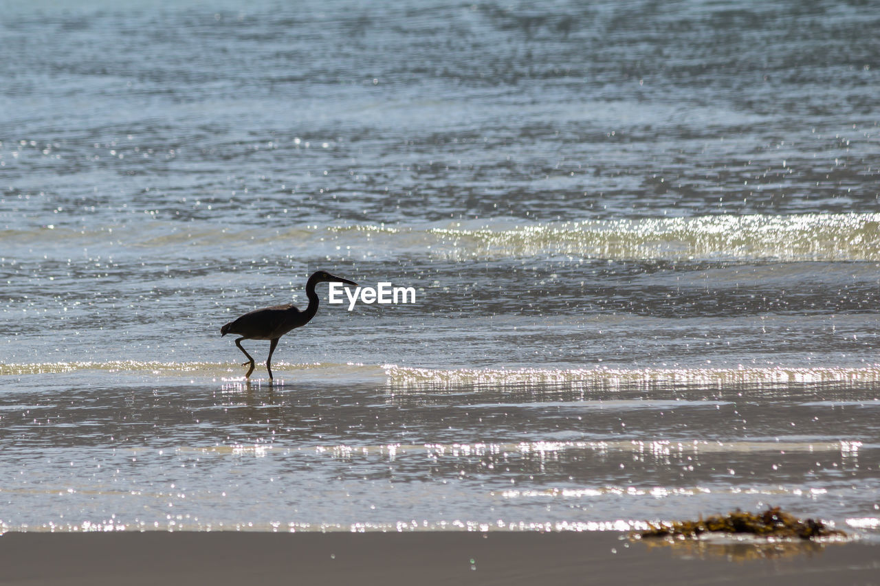 BIRD ON A BEACH