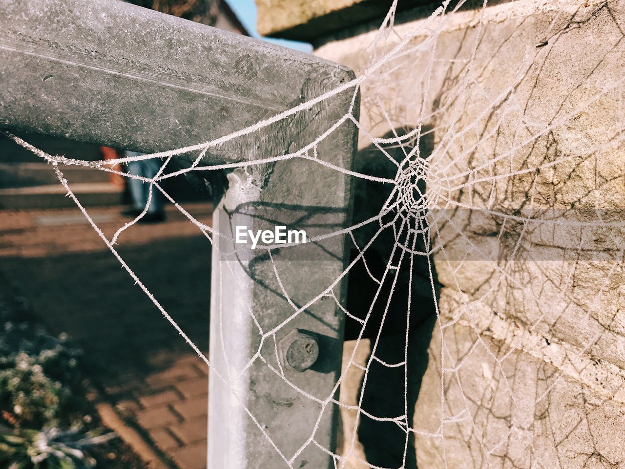 Close-up of frosted spider web on structure