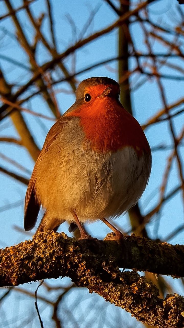 Close-up of bird perching on branch