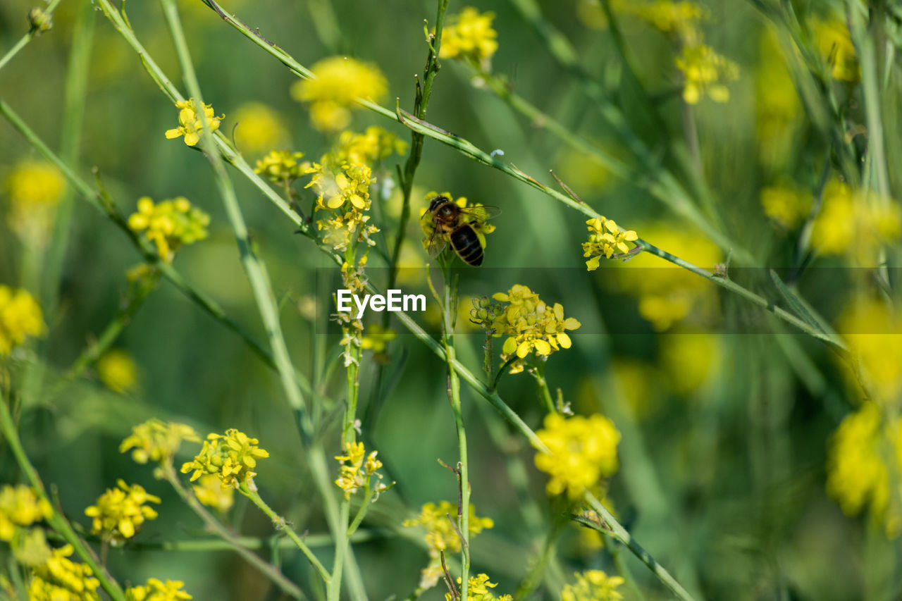 plant, flower, flowering plant, rapeseed, yellow, beauty in nature, nature, mustard, meadow, freshness, canola, animal wildlife, prairie, animal themes, animal, vegetable, field, food, growth, produce, brassica rapa, no people, insect, close-up, land, environment, fragility, summer, landscape, green, outdoors, springtime, one animal, wildlife, focus on foreground, rural scene, agriculture, day, food and drink, wildflower, selective focus, plain, flower head, grass, blossom, crop