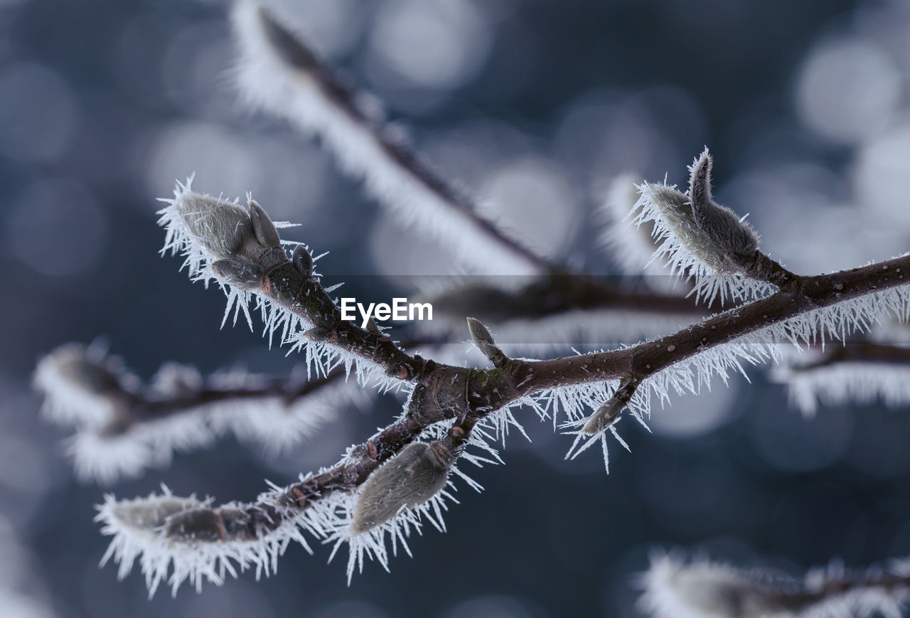 Frosty morning