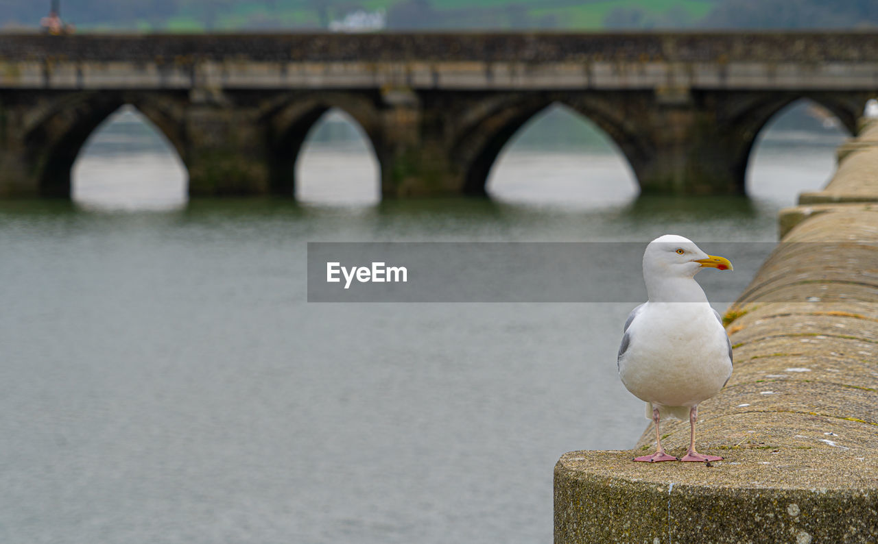 bird, animal themes, animal, bridge, animal wildlife, wildlife, water, architecture, one animal, built structure, river, nature, seagull, perching, no people, focus on foreground, seabird, day, outdoors, gull, transportation, railing