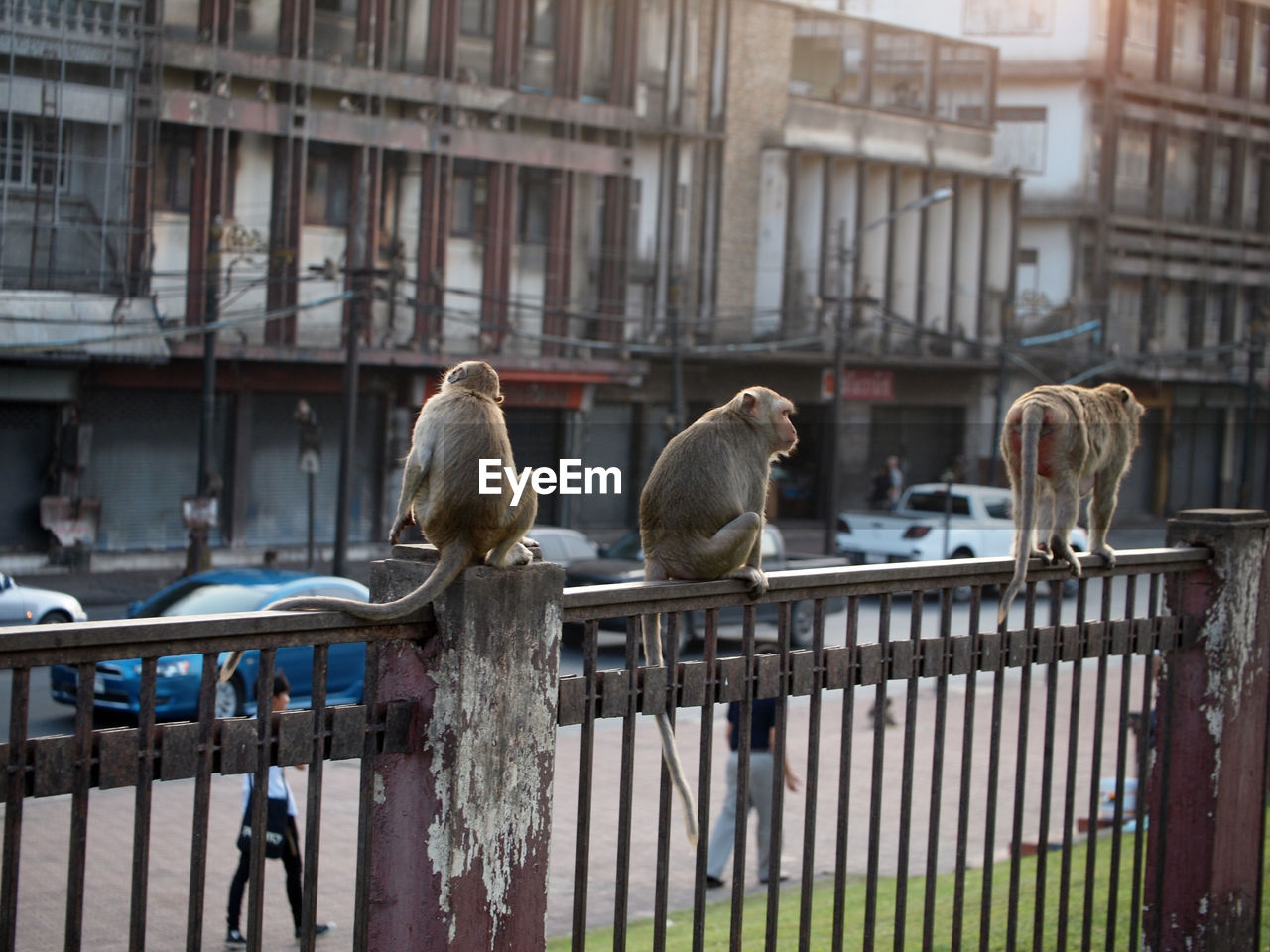 VIEW OF BIRDS IN CITY