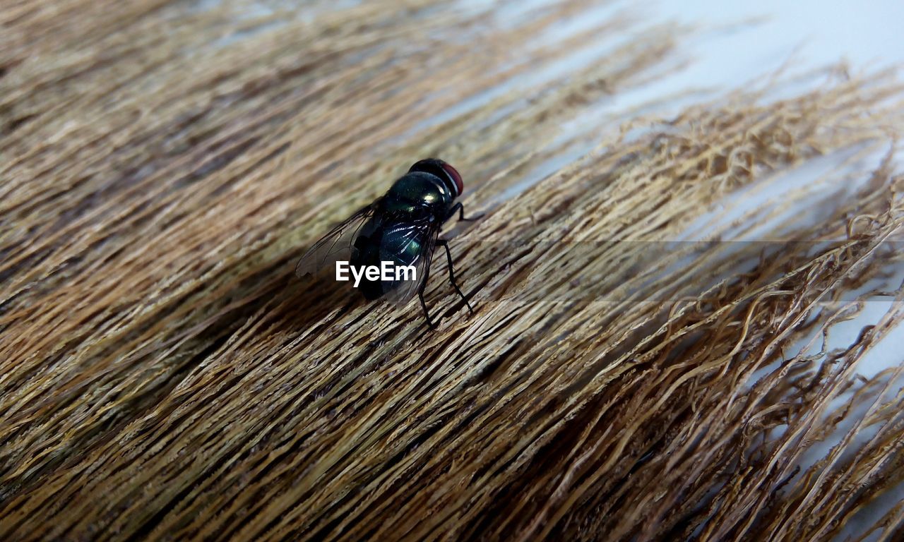 Close-up of housefly on dry grass