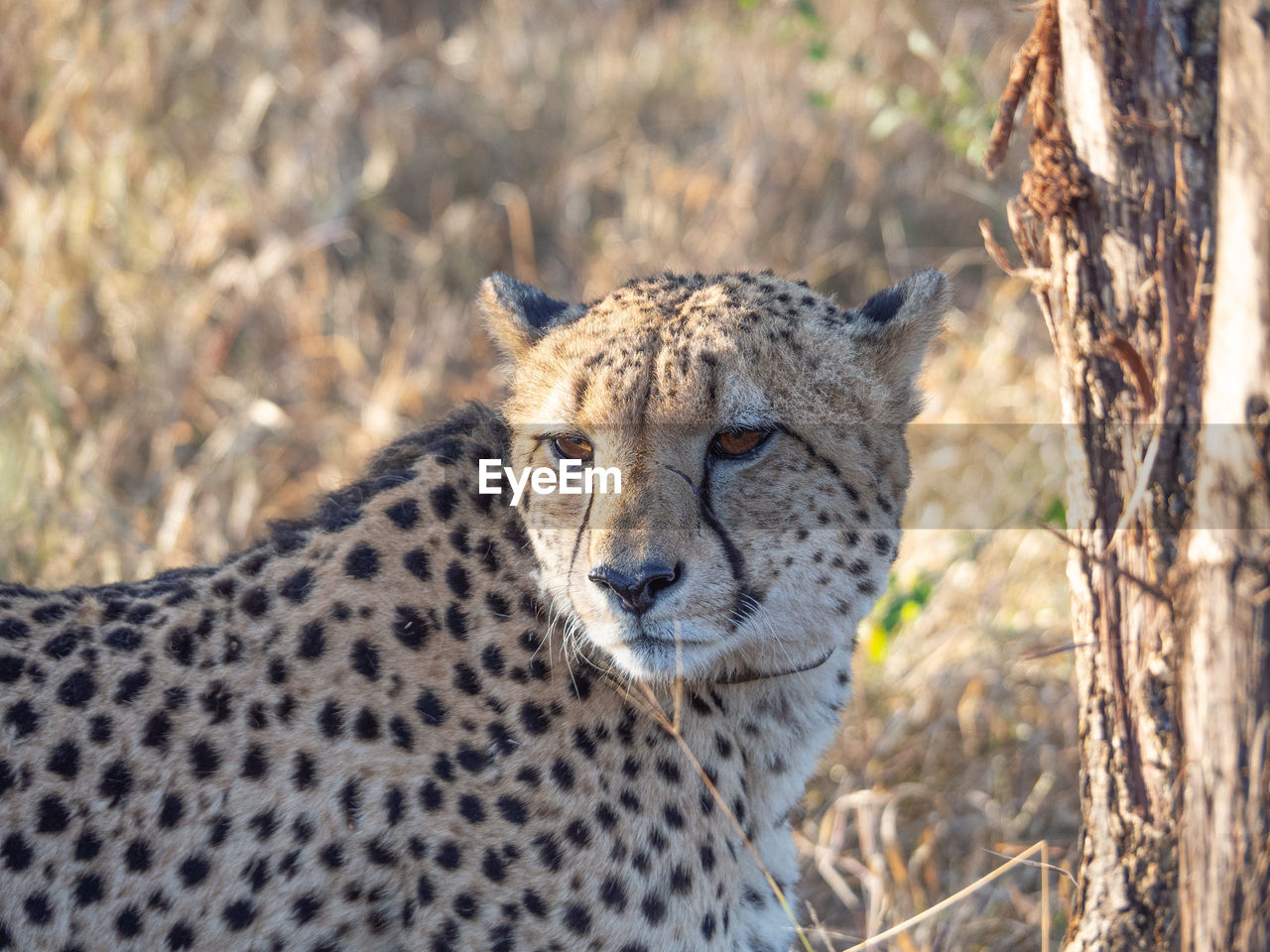 A curious cheetah scanning its environment