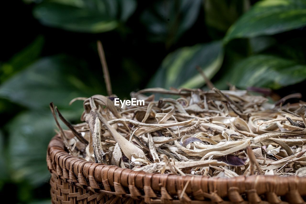 Close-up of dried leaves in basket