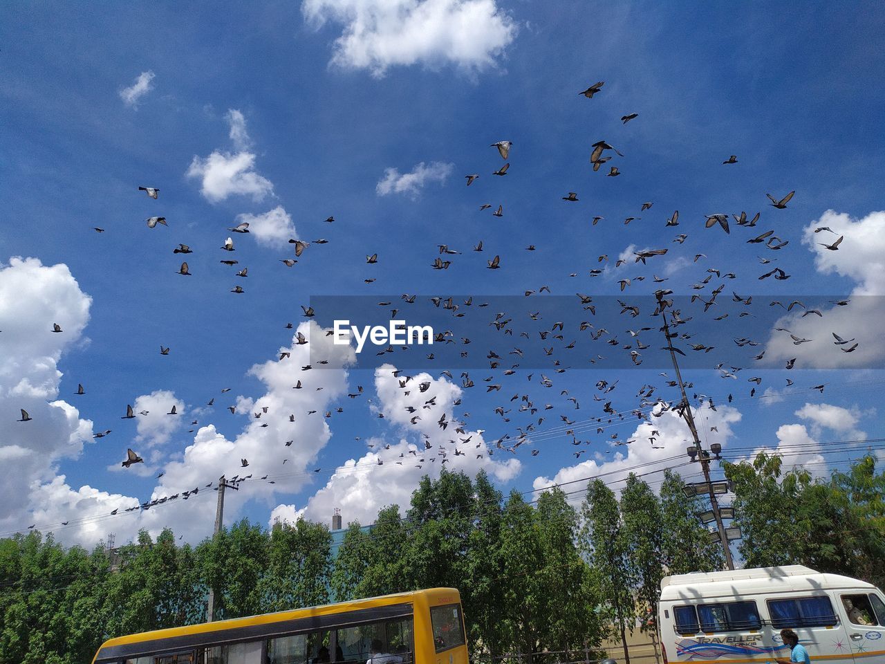 bus, animal, sky, flying, animal themes, animal wildlife, wildlife, bird, large group of animals, flock of birds, nature, cloud, mode of transportation, transportation, group of animals, vehicle, tree, land vehicle, no people, plant, day, flock, motor vehicle, car, blue, outdoors, on the move, motion, architecture, travel, flower