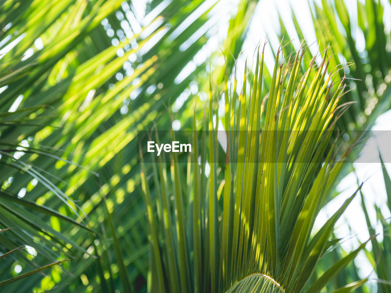 plant, tree, green, growth, leaf, grass, palm leaf, palm tree, nature, plant part, beauty in nature, tropical climate, branch, no people, sunlight, saw palmetto, close-up, frond, day, outdoors, environment, freshness, land, vegetation, backgrounds, lawn, focus on foreground, flower, summer, tranquility