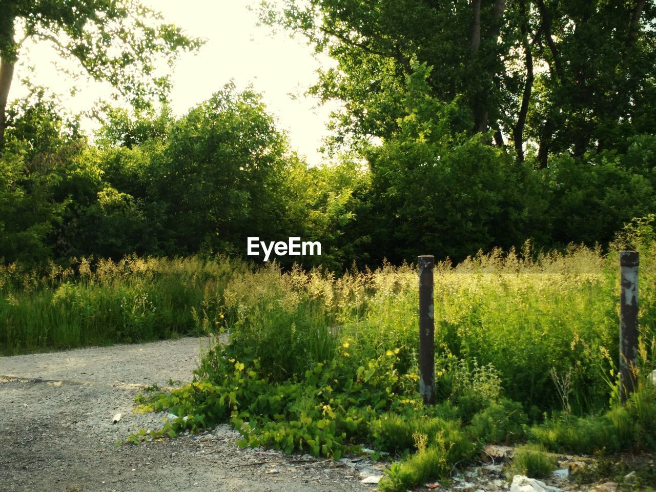 TREES GROWING ON FIELD