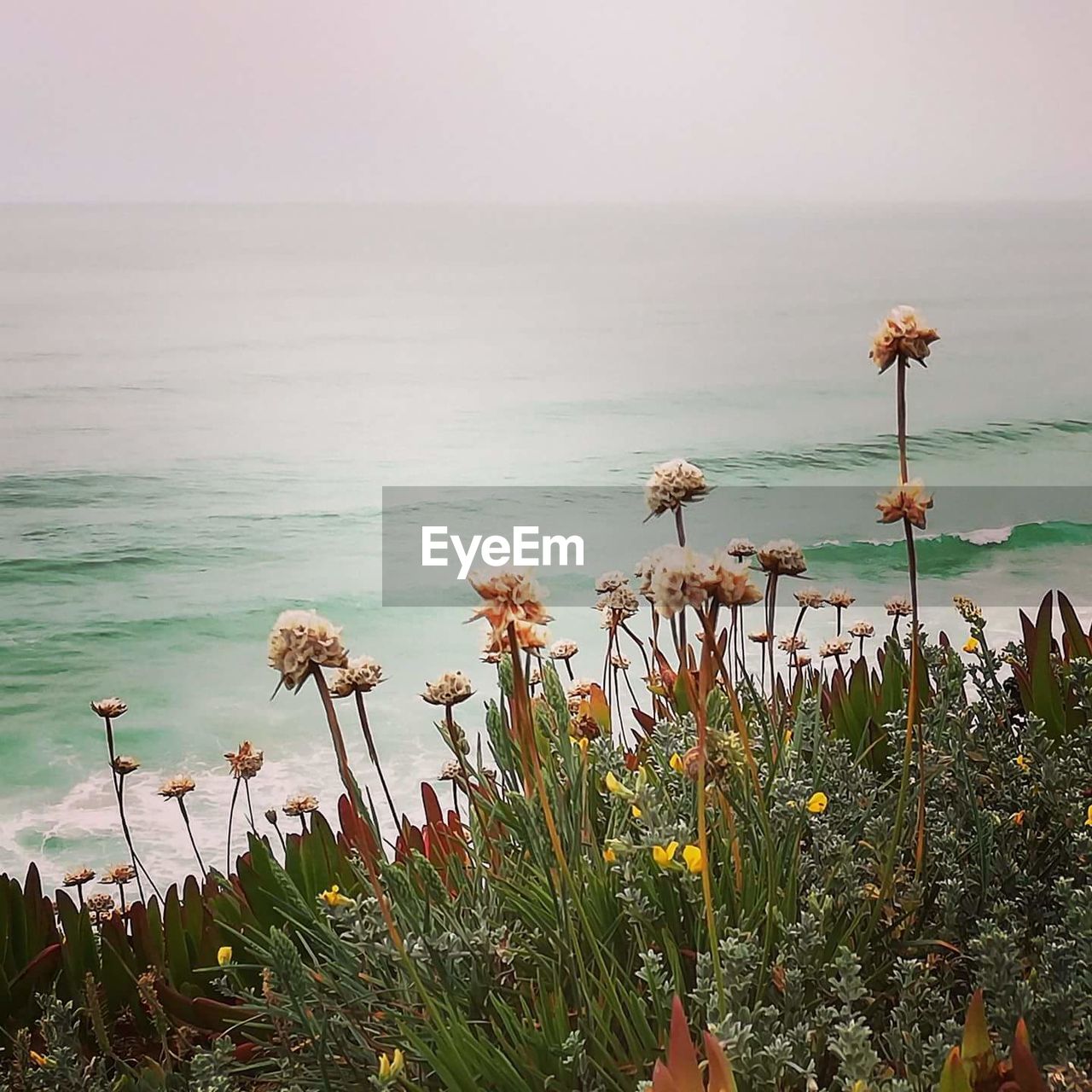 PLANTS GROWING AT BEACH AGAINST SKY