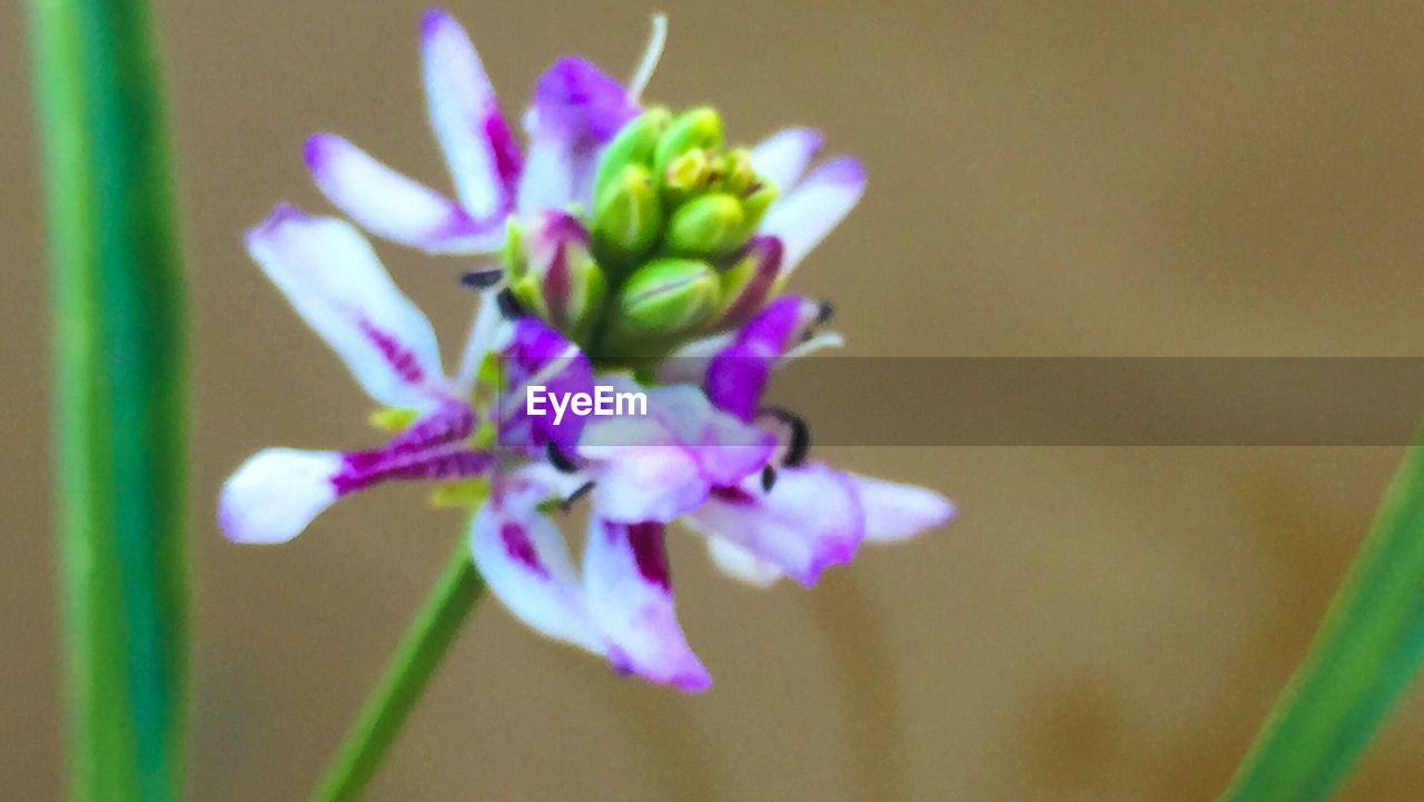 CLOSE-UP OF PURPLE FLOWERS BLOOMING OUTDOORS