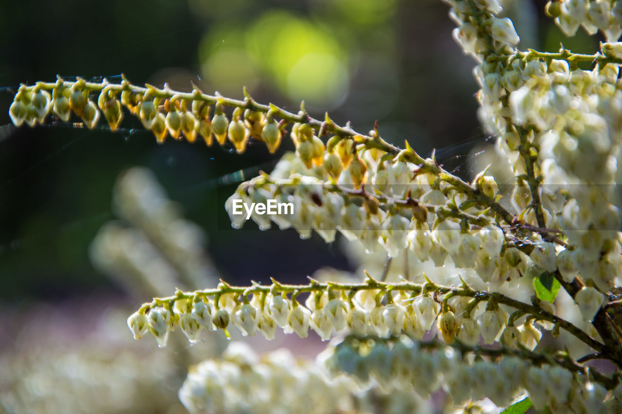 Close-up of flowering plant